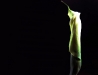 IN HER BEDROOM. THE FLESH. THE ARUM LILLY UNCURLES.jpg